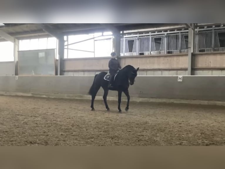 Westfale Wallach 6 Jahre 178 cm Schwarzbrauner in Windhagen