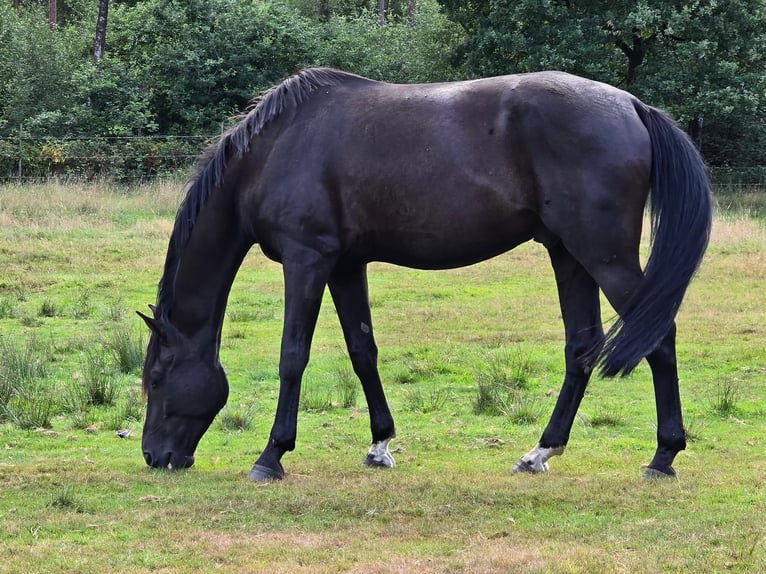Westfale Wallach 6 Jahre 179 cm Rappe in Schermbeck