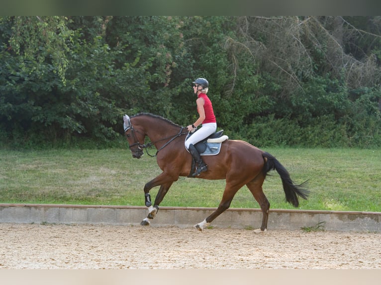 Westfale Wallach 6 Jahre 180 cm Brauner in Nassenfels