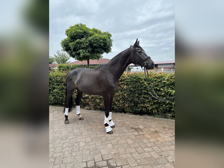 Westfale Wallach 6 Jahre 180 cm Schwarzbrauner in Waltrop