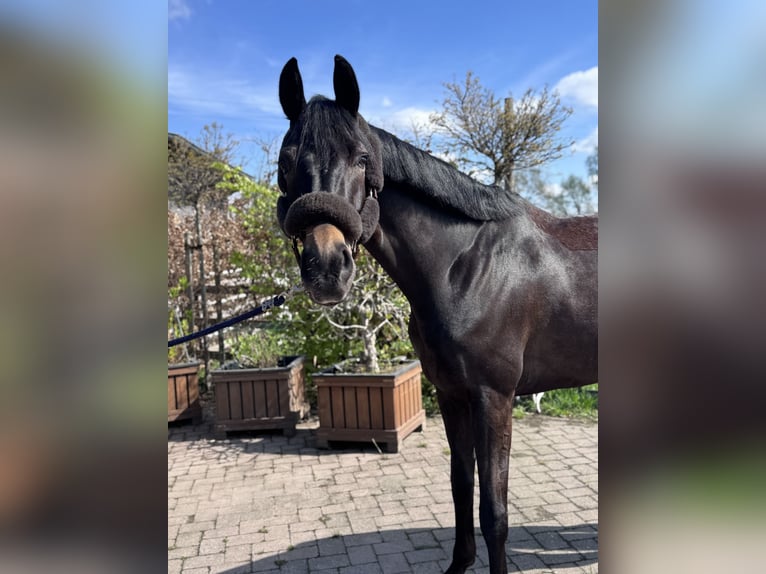 Westfale Wallach 6 Jahre 180 cm Schwarzbrauner in Waltrop
