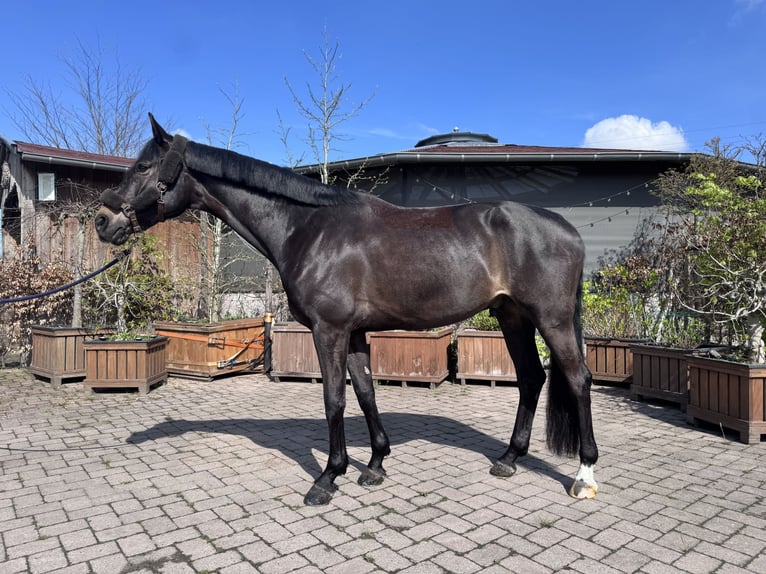 Westfale Wallach 6 Jahre 180 cm Schwarzbrauner in Waltrop