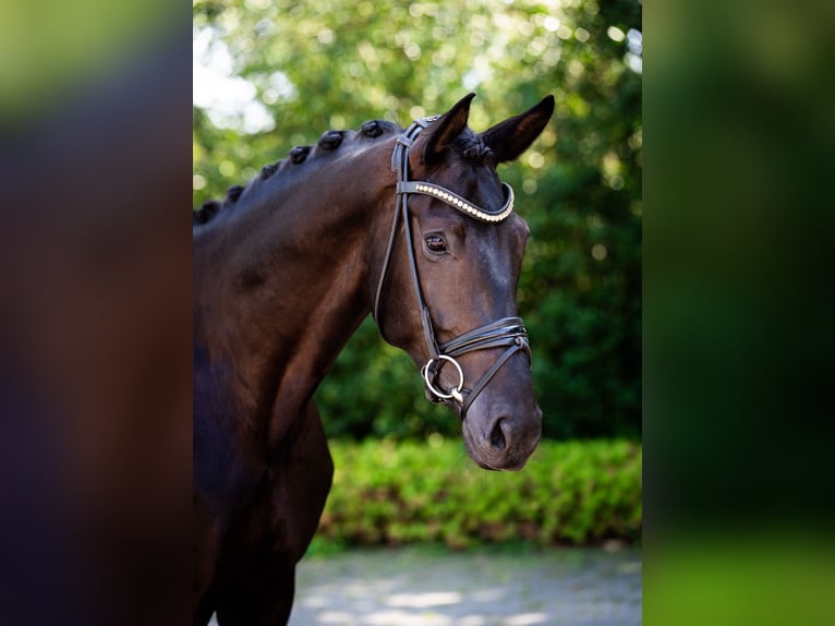Westfale Wallach 6 Jahre 182 cm Rappe in Hamm
