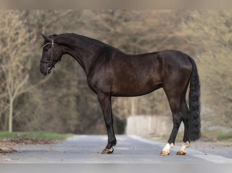 Westfale Wallach 6 Jahre 182 cm Rappe in Windhagen