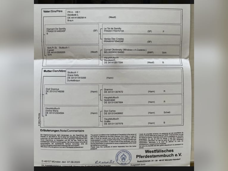 Westfale Wallach 6 Jahre 182 cm Schwarzbrauner in Windhagen