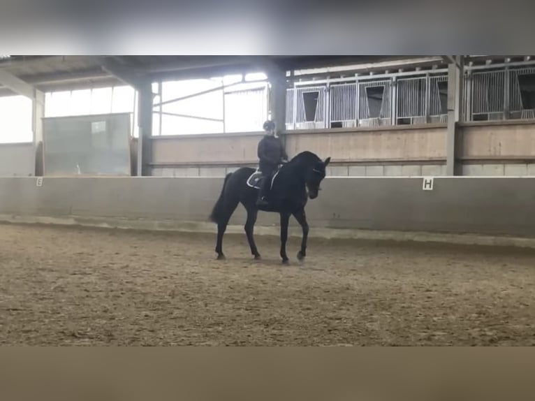 Westfale Wallach 6 Jahre 182 cm Schwarzbrauner in Windhagen