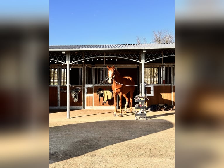 Westfale Wallach 6 Jahre 183 cm Fuchs in Leipzig