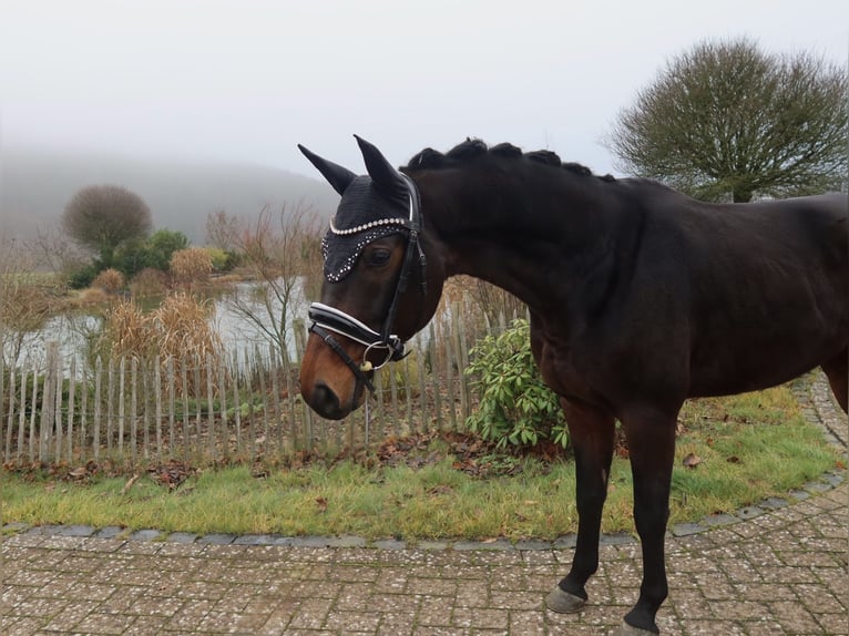 Westfale Wallach 6 Jahre Dunkelbrauner in Haiger