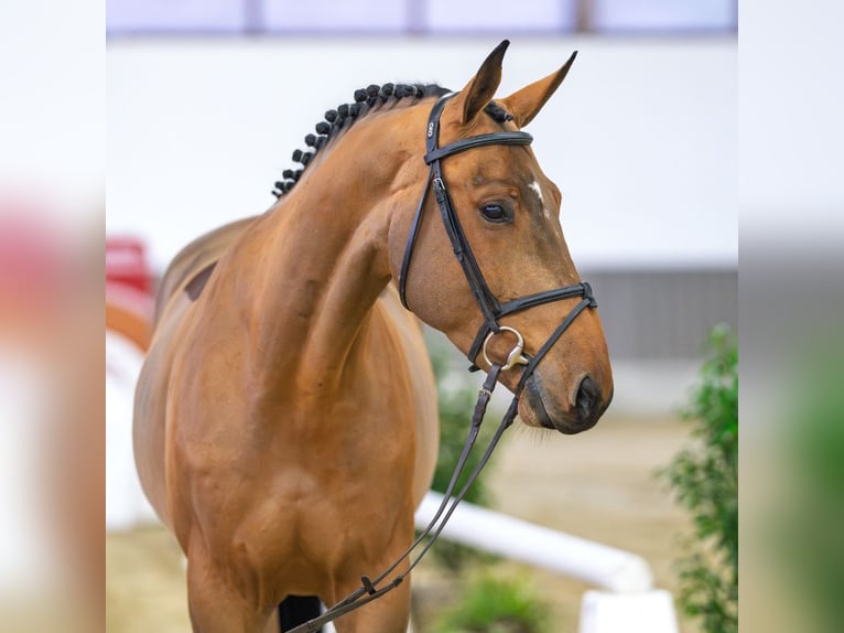 Westfale Wallach 6 Jahre Schimmel in Münster-Handorf