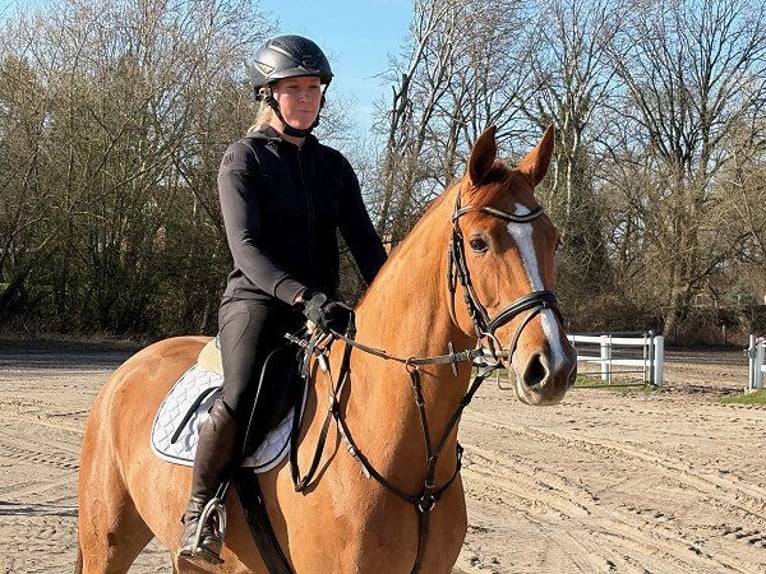 Westfale Wallach 6 Jahre Schimmel in Verden (Aller)