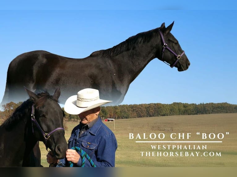 Westfale Wallach 7 Jahre 152 cm Rappe in Stockton, MO