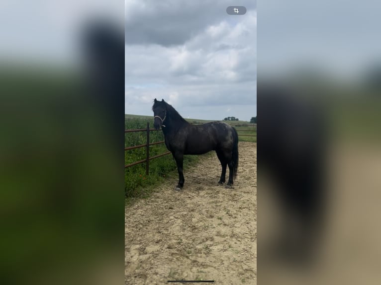 Westfale Mix Wallach 7 Jahre 155 cm in Köln