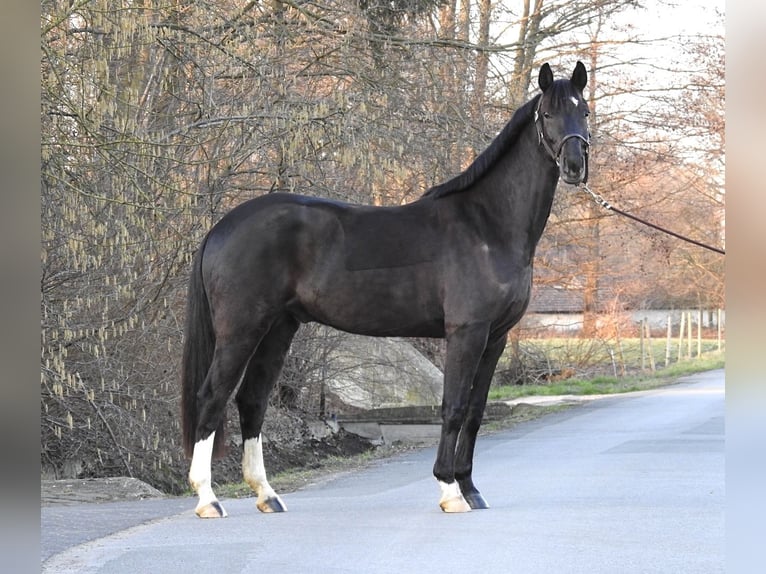 Westfale Wallach 7 Jahre 162 cm Rappe in Verl