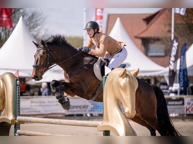 Westfale Wallach 7 Jahre 164 cm Brauner in AschebergAscheberg