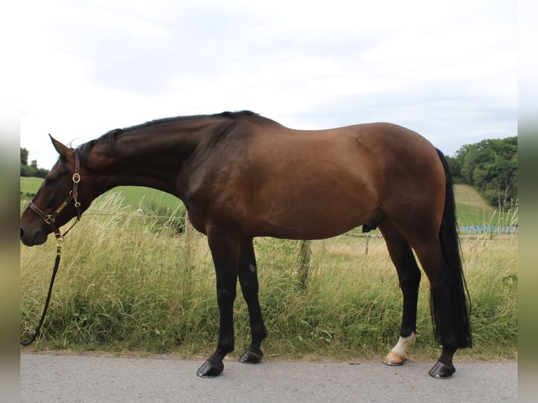Westfale Wallach 7 Jahre 164 cm Dunkelbrauner in Sundern
