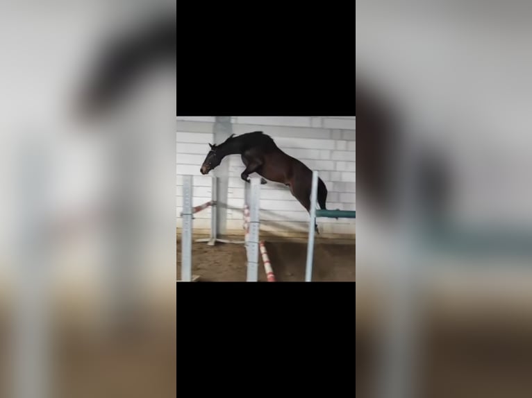 Westfale Wallach 7 Jahre 164 cm Dunkelbrauner in Brilon