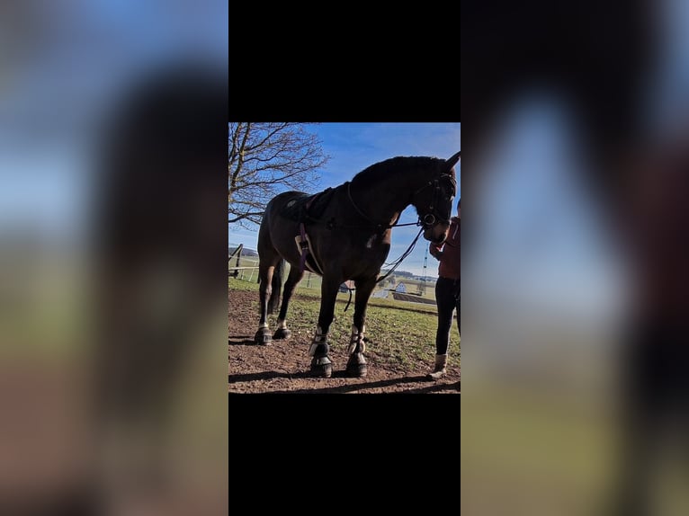 Westfale Wallach 7 Jahre 164 cm Dunkelbrauner in Brilon