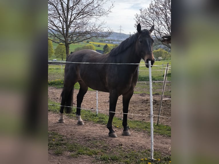 Westfale Wallach 7 Jahre 164 cm Dunkelbrauner in Brilon
