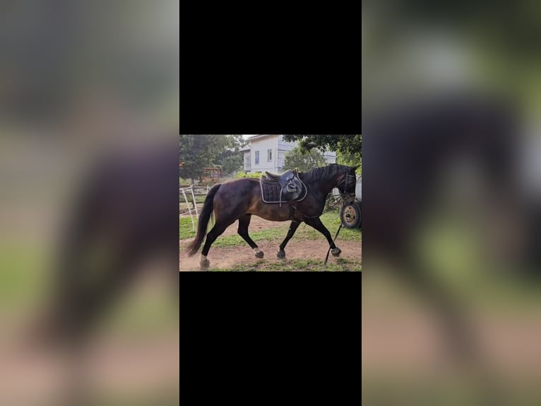 Westfale Wallach 7 Jahre 164 cm Dunkelbrauner in Brilon