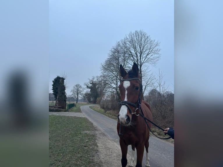 Westfale Wallach 7 Jahre 165 cm Brauner in Tecklenburg