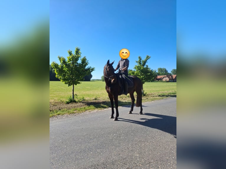 Westfale Wallach 7 Jahre 165 cm Brauner in Rosendahl