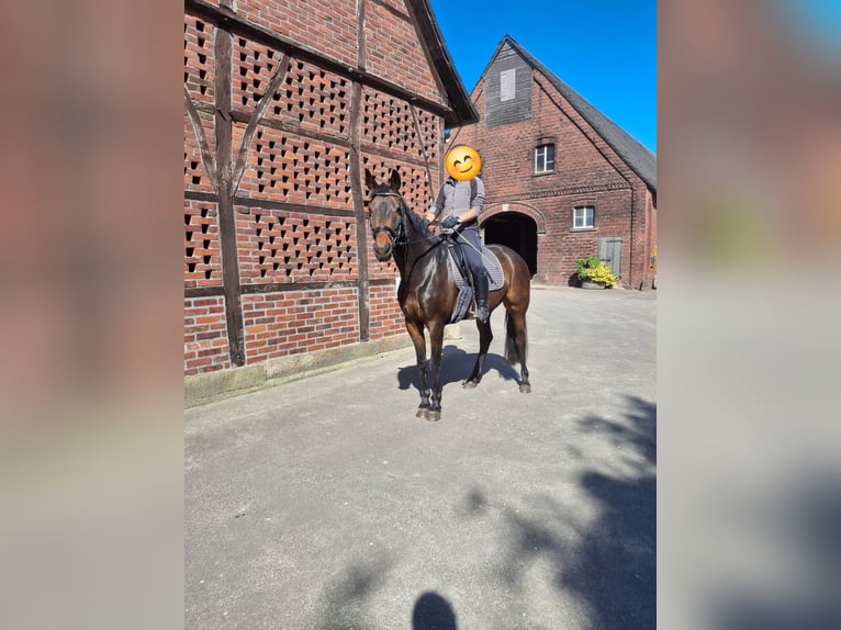 Westfale Wallach 7 Jahre 165 cm Brauner in Rosendahl