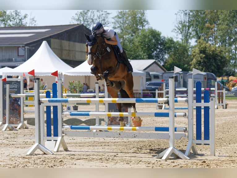 Westfale Wallach 7 Jahre 165 cm  in Nisterau