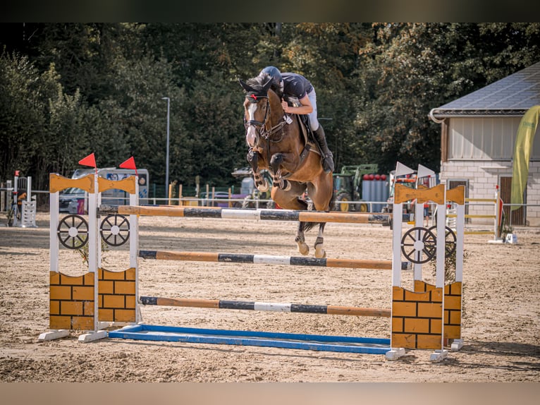 Westfale Wallach 7 Jahre 165 cm  in Nisterau