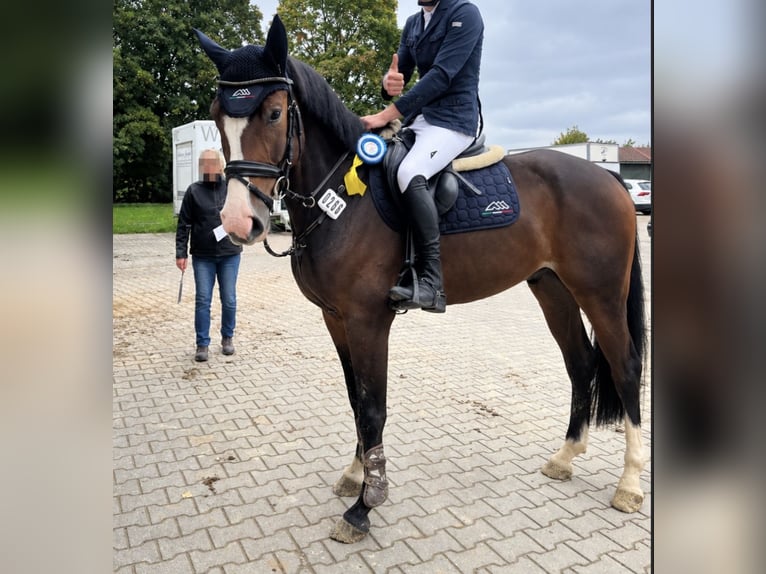 Westfale Wallach 7 Jahre 165 cm  in Nisterau