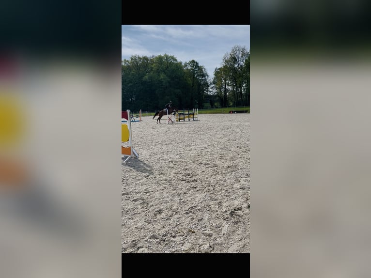 Westfale Wallach 7 Jahre 166 cm Brauner in Emsbüren