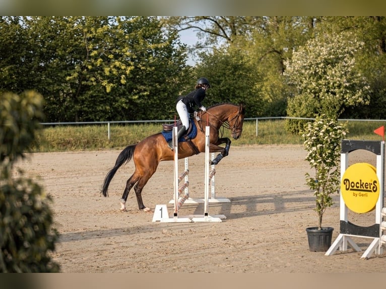 Westfale Wallach 7 Jahre 166 cm Brauner in Bechhofen