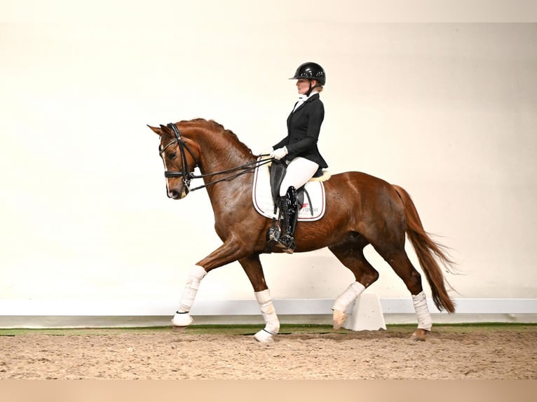 Westfale Wallach 7 Jahre 166 cm Fuchs in Lüdinghausen