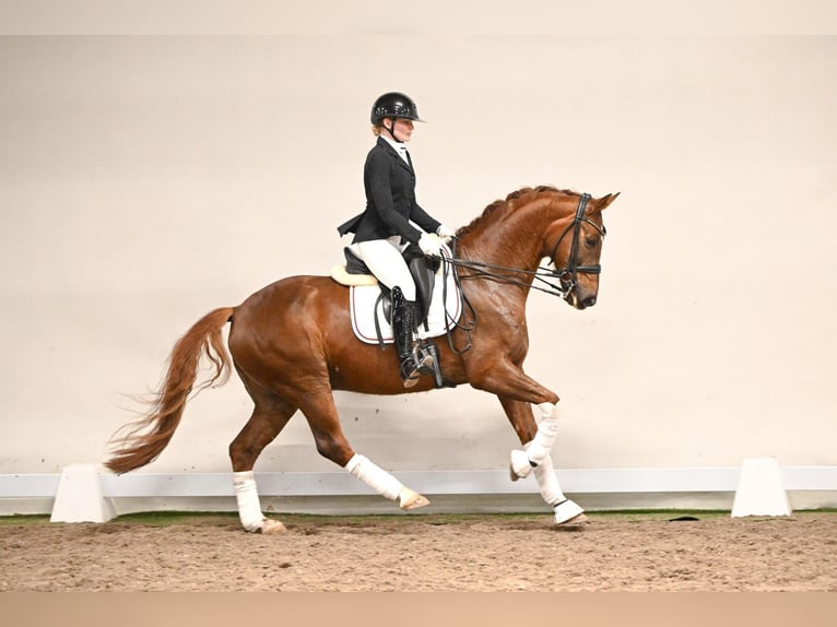 Westfale Wallach 7 Jahre 166 cm Fuchs in Saerbeck