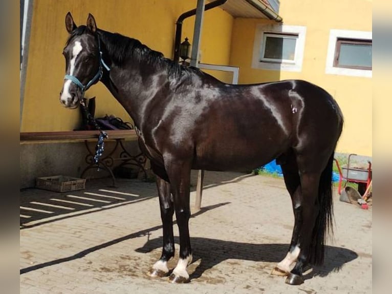 Westfale Wallach 7 Jahre 166 cm Rappe in Sittendorf