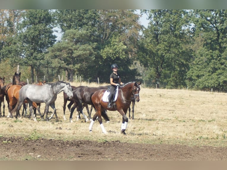 Westfale Wallach 7 Jahre 167 cm Brauner in Iserlohn