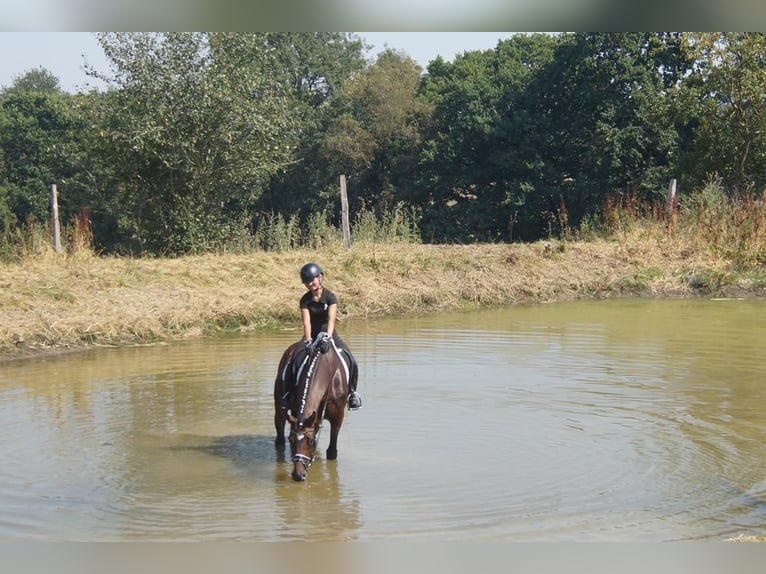 Westfale Wallach 7 Jahre 167 cm Brauner in Iserlohn