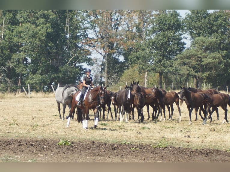 Westfale Wallach 7 Jahre 167 cm Brauner in Iserlohn