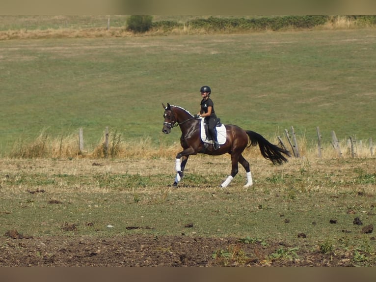 Westfale Wallach 7 Jahre 167 cm Brauner in Iserlohn
