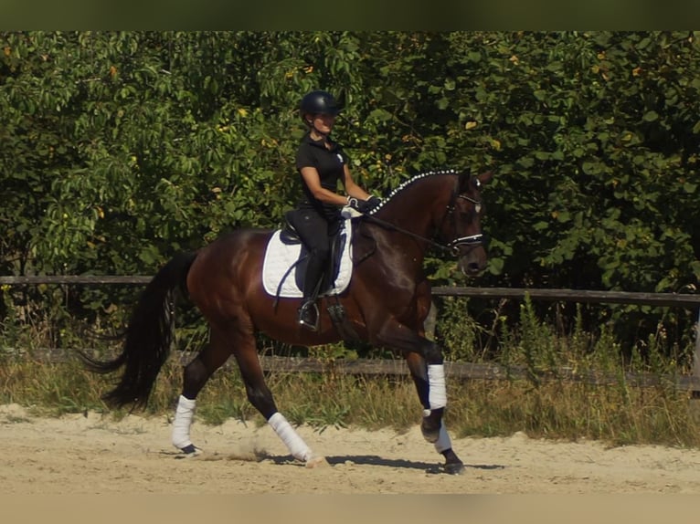 Westfale Wallach 7 Jahre 167 cm Brauner in Iserlohn