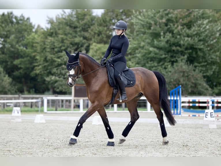 Westfale Wallach 7 Jahre 167 cm Brauner in Grefrath