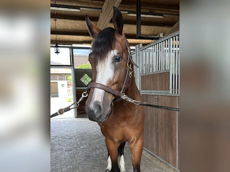 Westfale Wallach 7 Jahre 167 cm Brauner in Grefrath