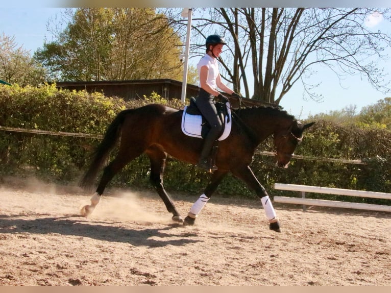 Westfale Wallach 7 Jahre 167 cm Dunkelfuchs in Langen