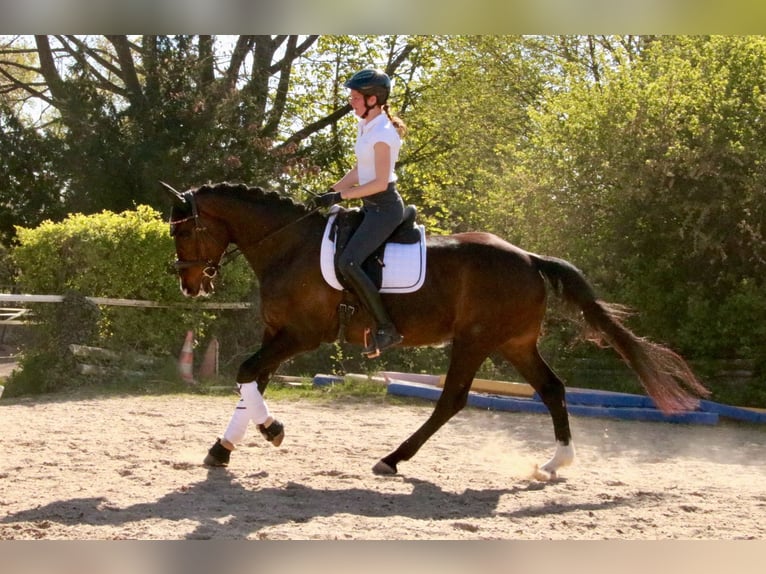 Westfale Wallach 7 Jahre 167 cm Dunkelfuchs in Langen