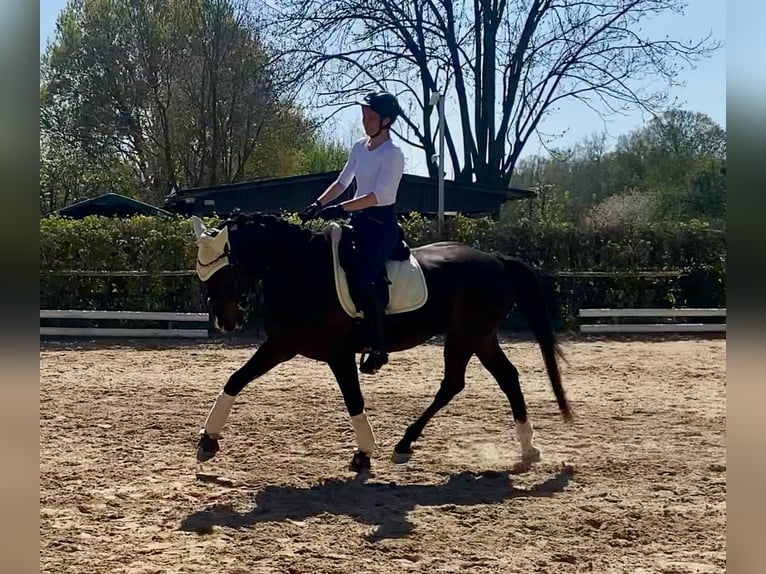 Westfale Wallach 7 Jahre 167 cm Dunkelfuchs in Langen