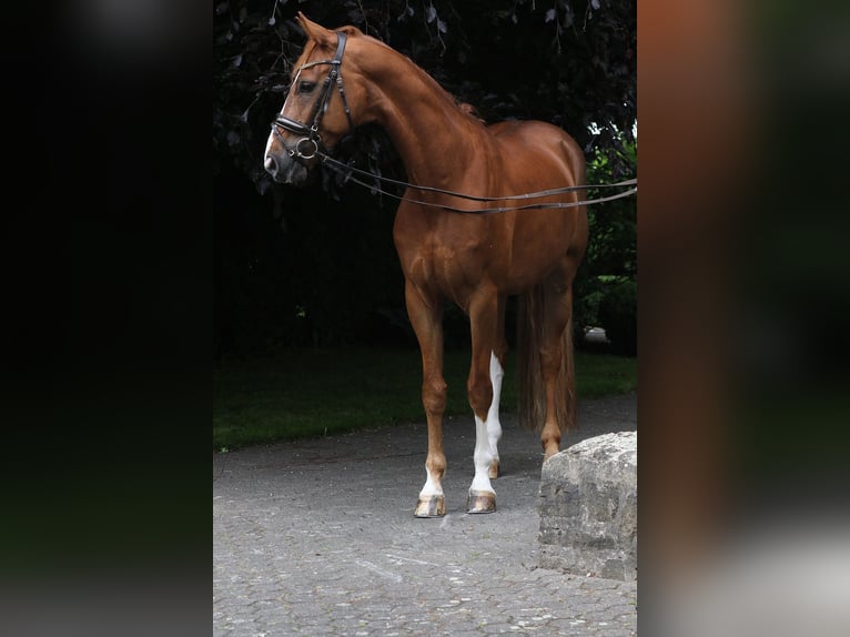 Westfale Wallach 7 Jahre 167 cm Fuchs in Blombergrg