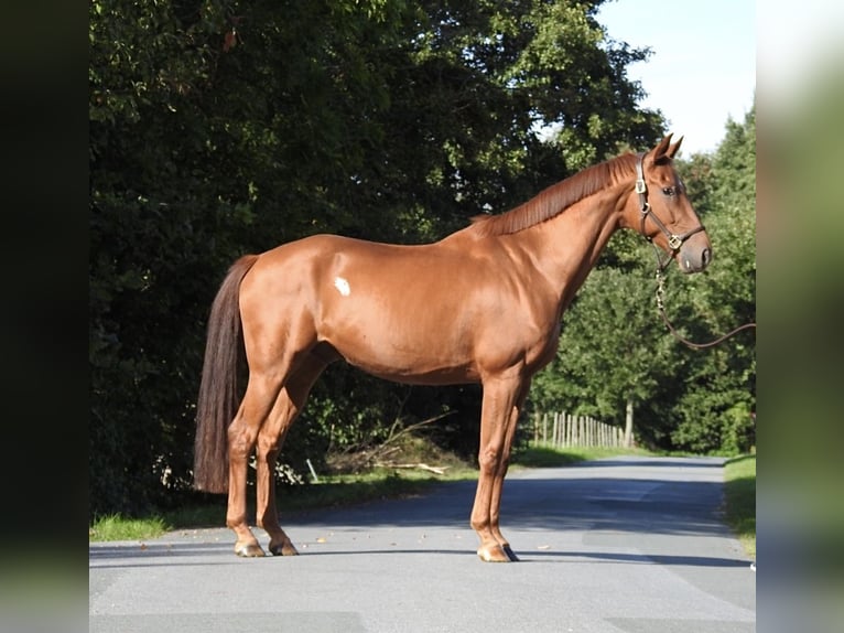 Westfale Wallach 7 Jahre 167 cm Fuchs in VerL