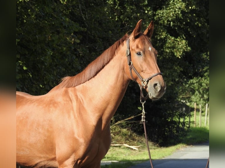 Westfale Wallach 7 Jahre 167 cm Fuchs in VerL