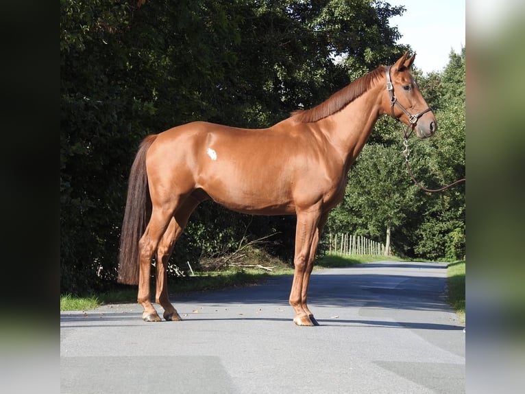 Westfale Wallach 7 Jahre 167 cm Fuchs in VerL