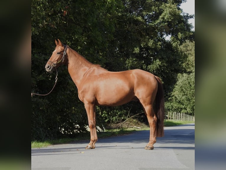 Westfale Wallach 7 Jahre 167 cm Fuchs in VerL
