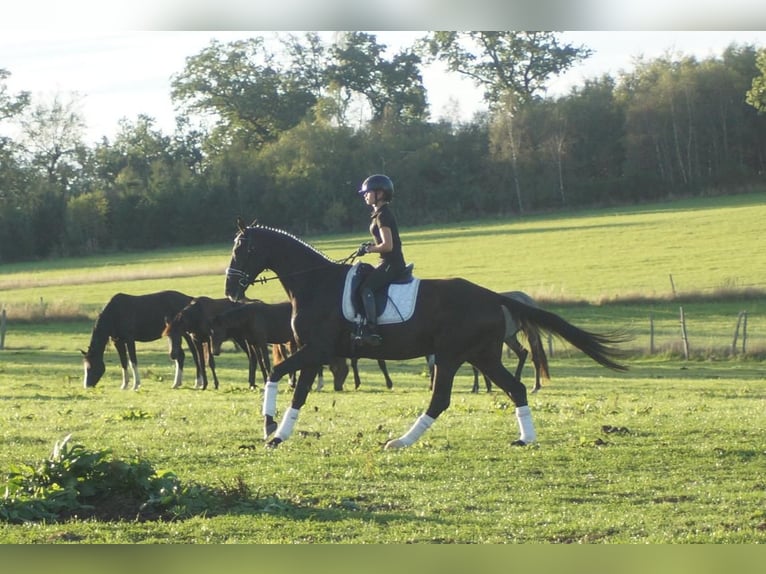 Westfale Wallach 7 Jahre 167 cm Rappe in Iserlohn